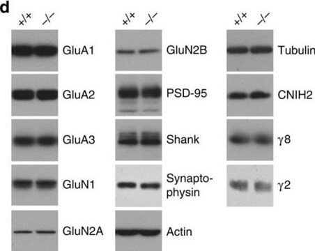 Anticorps anti-récepteur du glutamate&nbsp;2, extracellulaire, clone&nbsp;6C4 clone 6C4, Chemicon&#174;, from mouse