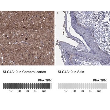 Anty-SLC4A10 Prestige Antibodies&#174; Powered by Atlas Antibodies, affinity isolated antibody, buffered aqueous glycerol solution