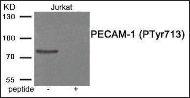 Anti-phospho-PECAM-1 (pTyr713) antibody produced in rabbit affinity isolated antibody