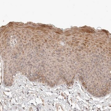 Anti-TUFT1 antibody produced in rabbit Prestige Antibodies&#174; Powered by Atlas Antibodies, affinity isolated antibody, buffered aqueous glycerol solution