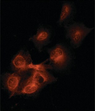 Monoclonal Anti-EPS8 antibody produced in mouse clone EPS8-2, purified from hybridoma cell culture