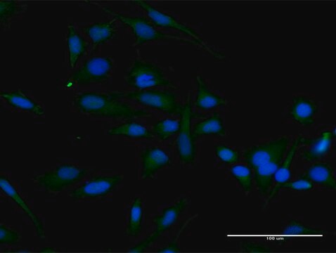 Anti-CCND2 antibody produced in rabbit purified immunoglobulin, buffered aqueous solution