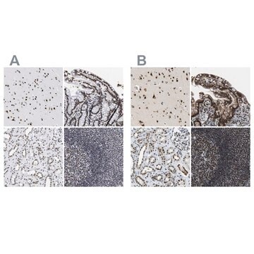 Anti-LUC7L3 antibody produced in rabbit Prestige Antibodies&#174; Powered by Atlas Antibodies, affinity isolated antibody, buffered aqueous glycerol solution, Ab2