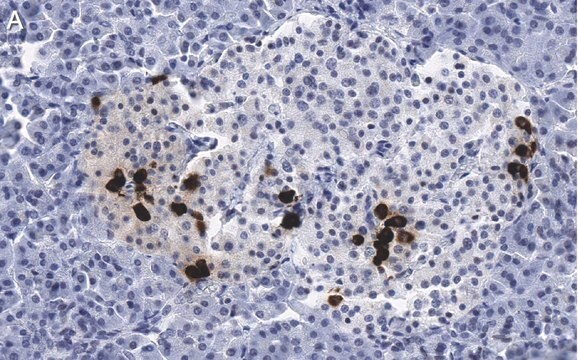 抗ソマトスタチン-28抗体 クローン2B19 ZooMAb&#174;ウサギモノクローナル recombinant, expressed in HEK 293 cells