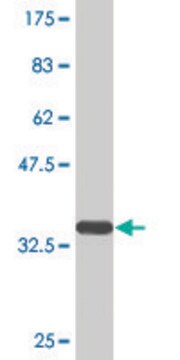 Monoclonal Anti-UQCRH antibody produced in mouse clone 1D7, purified immunoglobulin, buffered aqueous solution