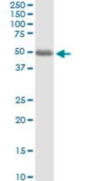 Anti-ST3GAL2 antibody produced in rabbit purified immunoglobulin, buffered aqueous solution