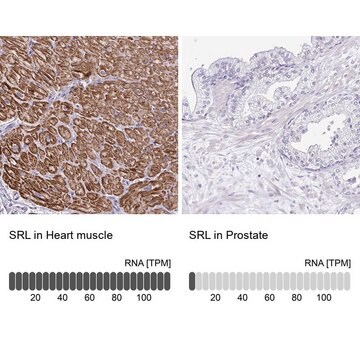 Anti-SRL antibody produced in rabbit Prestige Antibodies&#174; Powered by Atlas Antibodies, affinity isolated antibody, buffered aqueous glycerol solution