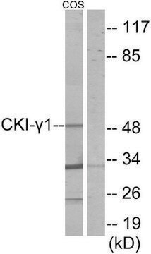 Anti-CKI-&#947;1 antibody produced in rabbit affinity isolated antibody