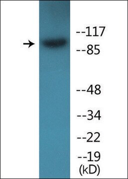 Anti-phospho-Integrin &#946;1 (pThr789) antibody produced in rabbit affinity isolated antibody