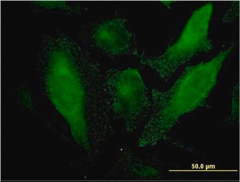 Monoclonal Anti-SRCRB4D antibody produced in mouse clone 3D9, purified immunoglobulin, buffered aqueous solution