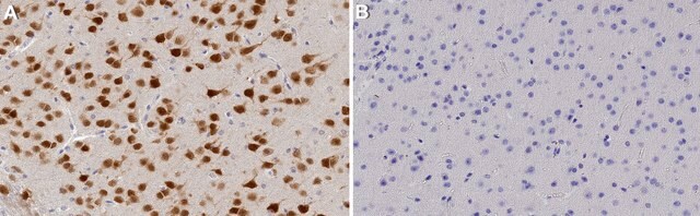 Anticorps anti-NeuN serum, from guinea pig