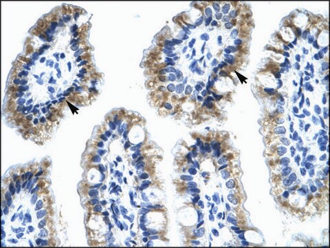 Anti-ANXA4 antibody produced in rabbit IgG fraction of antiserum