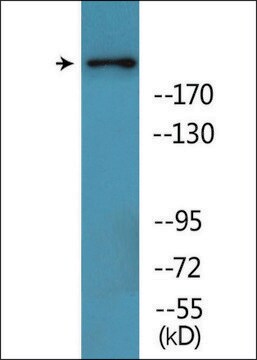 Anti-phospho-BRCA1 (pSer1457) antibody produced in rabbit affinity isolated antibody