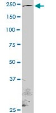 Monoclonal Anti-NOTCH1 antibody produced in mouse clone 4G1, purified immunoglobulin, buffered aqueous solution