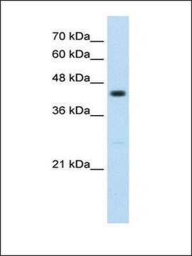 Anti-RNF32 antibody produced in rabbit IgG fraction of antiserum