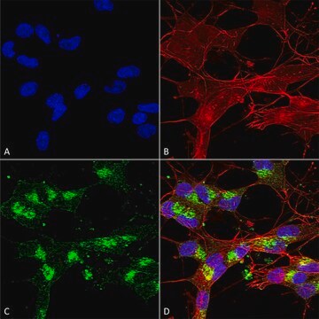 Monoclonal Anti-Shank1/Shank3 - Apc antibody produced in mouse clone S367-51, purified immunoglobulin