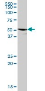 Anti-P2RX5 antibody produced in mouse purified immunoglobulin, buffered aqueous solution