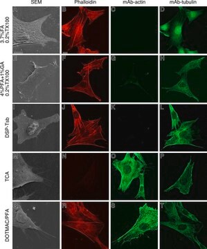 Anticorps monoclonal anti-&#946;-actine antibody produced in mouse clone AC-15, ascites fluid