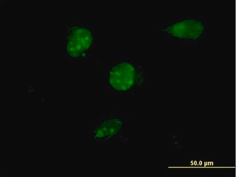 ANTI-TSC22D4 antibody produced in mouse clone 1C12, purified immunoglobulin, buffered aqueous solution