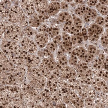 Anti-PPOX antibody produced in rabbit Prestige Antibodies&#174; Powered by Atlas Antibodies, affinity isolated antibody, buffered aqueous glycerol solution