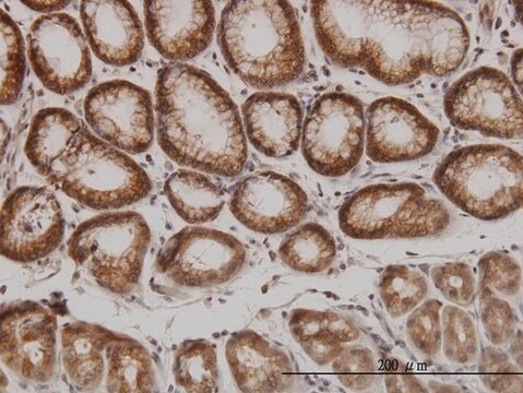 Monoclonal Anti-PAK1 antibody produced in mouse clone 4D1, purified immunoglobulin, buffered aqueous solution