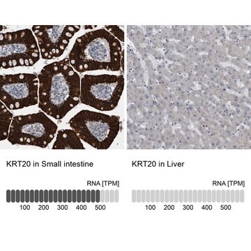 Anti-KRT20 antibody produced in rabbit Prestige Antibodies&#174; Powered by Atlas Antibodies, affinity isolated antibody, buffered aqueous glycerol solution, Ab3