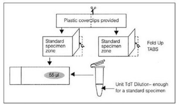 ApopTag Kunststoff-Deckglas APOPTAG Plastic Coverslips are designed to be custom fitted to the specific APOPTAG kit application.