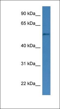 Anti-CYP51A1 antibody produced in rabbit affinity isolated antibody