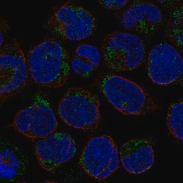 Anti-LINGO3 antibody produced in rabbit Prestige Antibodies&#174; Powered by Atlas Antibodies, affinity isolated antibody