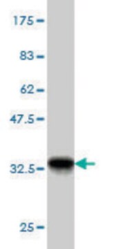 Monoclonal Anti-GTF2A1 antibody produced in mouse clone 2H5, purified immunoglobulin, buffered aqueous solution