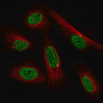 Przeciwciało monoklonalne anty-Prrx1 wytwarzane u myszy Prestige Antibodies&#174; Powered by Atlas Antibodies, clone CL14471, affinity isolated antibody, buffered aqueous glycerol solution