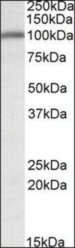 Anti-CANX antibody produced in goat affinity isolated antibody, buffered aqueous solution