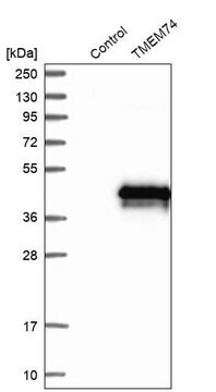 Anti-TMEM74 antibody produced in rabbit Prestige Antibodies&#174; Powered by Atlas Antibodies, affinity isolated antibody, buffered aqueous glycerol solution