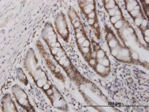 Monoclonal Anti-HMGB2 antibody produced in mouse clone 3C7, purified immunoglobulin, buffered aqueous solution