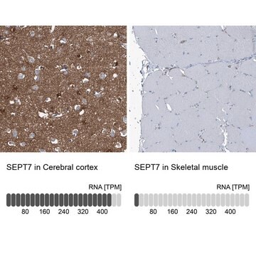 抗SEPT7抗体 ウサギ宿主抗体 Prestige Antibodies&#174; Powered by Atlas Antibodies, affinity isolated antibody, buffered aqueous glycerol solution, ab2