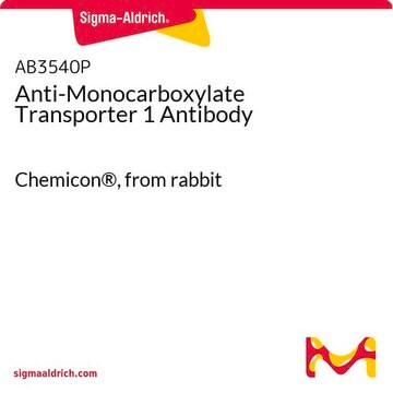 Anticorpo anti-trasportatore 1 dei monocarbossilati Chemicon&#174;, from rabbit