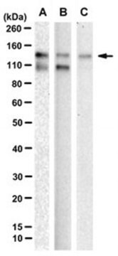 Anti-N-Cadherin Antibody, clone 8C11