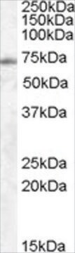 Anti-EXOC7 antibody produced in goat affinity isolated antibody, buffered aqueous solution