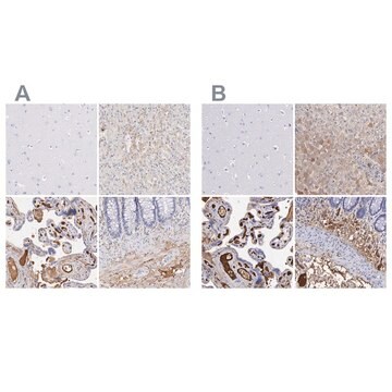 Anti-FGB antibody produced in rabbit Ab2, Prestige Antibodies&#174; Powered by Atlas Antibodies, affinity isolated antibody, buffered aqueous glycerol solution