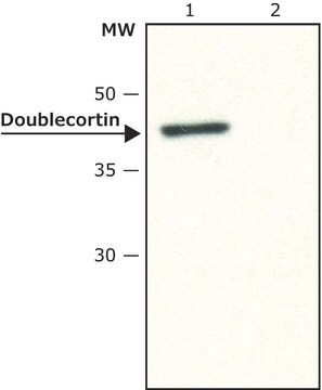 Anti-Doublecortin in Kaninchen hergestellte Antikörper ~1&#160;mg/mL, affinity isolated antibody, buffered aqueous solution