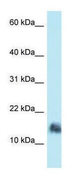 Anti-SRGN (N-terminal) antibody produced in rabbit affinity isolated antibody