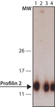 Anti-Profilin 2 (C-terminal) antibody produced in rabbit IgG fraction of antiserum, buffered aqueous solution