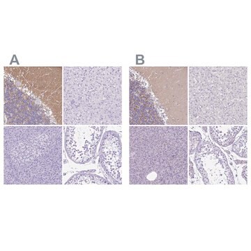 Anti-SYT1 antibody produced in rabbit Prestige Antibodies&#174; Powered by Atlas Antibodies, affinity isolated antibody, buffered aqueous glycerol solution