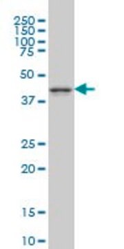 Monoclonal Anti-MAPK12 antibody produced in mouse clone 1A4, purified immunoglobulin, buffered aqueous solution