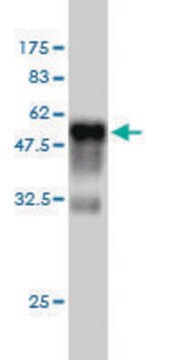 Monoclonal Anti-RIT2 antibody produced in mouse clone 3F2, purified immunoglobulin, buffered aqueous solution