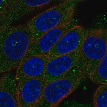 Anti-ZSWIM3 antibody produced in rabbit Prestige Antibodies&#174; Powered by Atlas Antibodies, affinity isolated antibody