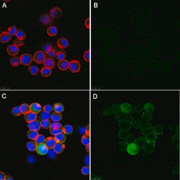 Anti-Fusion Glycoprotein of Human parainfluenzavirus Type 3 Antibody, clone 9-4-3 ascites fluid, clone 9-4-3, Chemicon&#174;