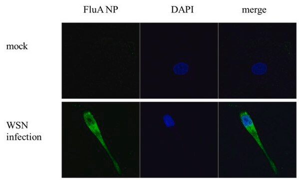 Monoklonalne przeciwciało przeciwkowirusowi grypytypu A NP (nukleoproteina) clone GT1236, affinity isolated antibody