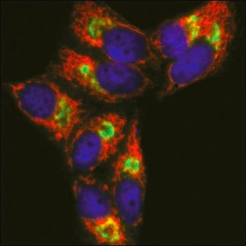 Anti-Mouse IgG (H+L), highly cross-adsorbed, CF&#8482; 633 antibody produced in goat ~2&#160;mg/mL, affinity isolated antibody