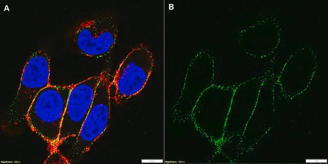 Anti-Integrin-&#946;1-Antikörper, Klon&nbsp;P4C10, azidfrei clone P4C10, Chemicon&#174;, from mouse